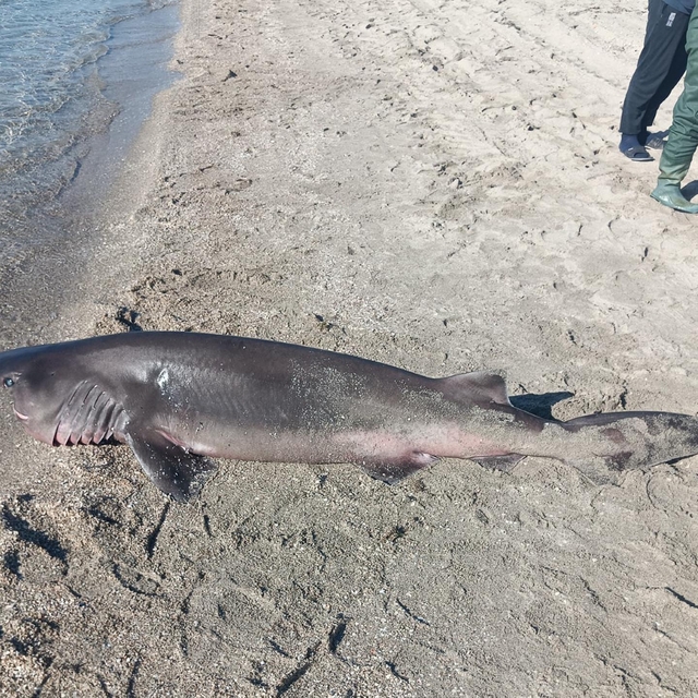 Tekirdağ'da sahile ölü köpek balığı vurdu