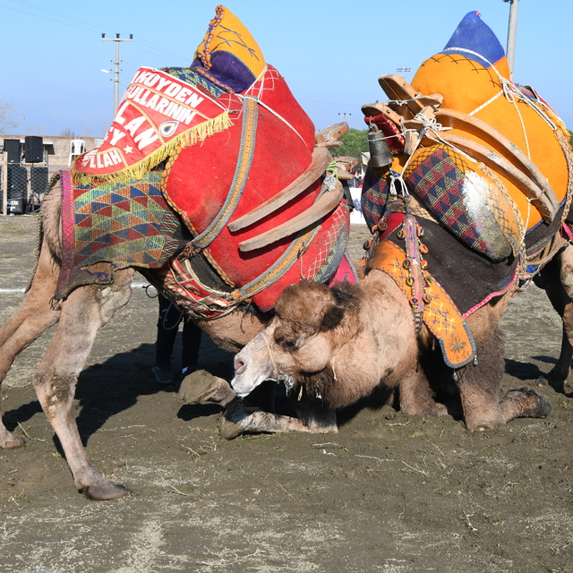 Çanakkale'de "12. Geleneksel Lapseki Folklorik Deve Gösterisi" düzenlendi