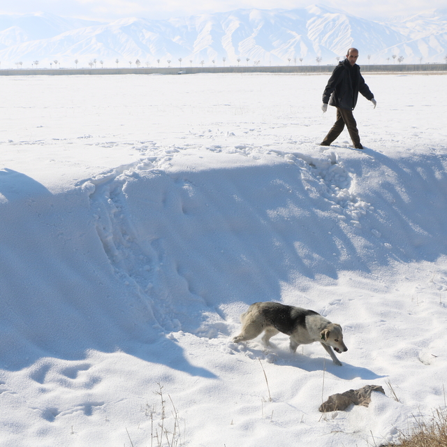 Eslem'in ölümü sonrası bölgedeki sokak köpekleri toplanıyor