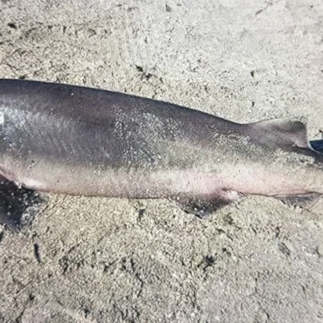 Tekirdağ'da sahilde ölü köpekbalığı bulundu