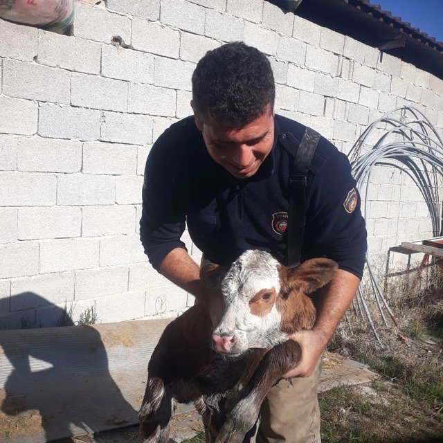 Hatay'da atık su borusuna sıkışan buzağıyı itfaiye kurtardı