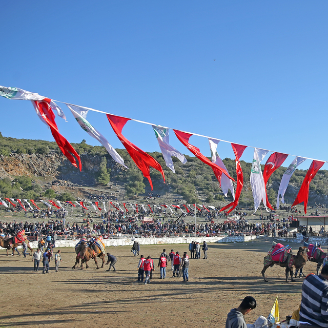 Muğla'da 24. Yatağan Deve Güreşi Festivali düzenlendi
