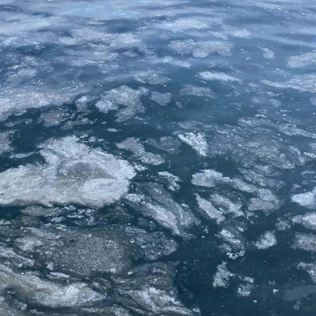 'Orman ve akarsu kenarlarındaki çalılıkların popülasyonundaki azalma müsila...