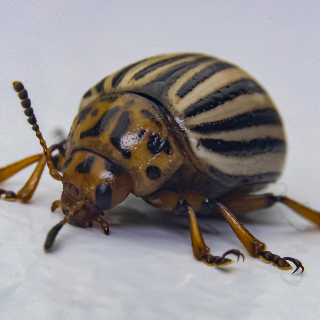 Patates böceklerinin kış uykusu obeziteye çare olabilir