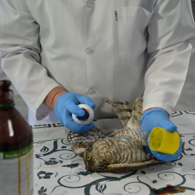 Kahramankazan'da yaralı bulunan atmaca tedavi altına alındı