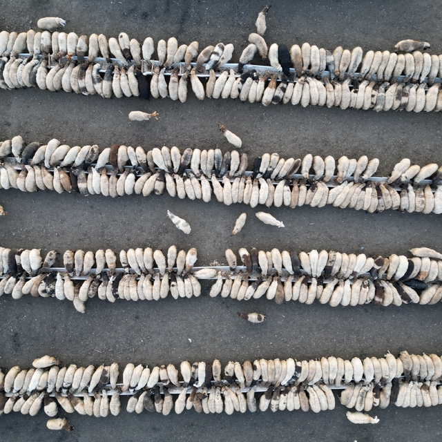 Şırnak'ta veteriner hekimler kırsaldaki besicilere hizmet veriyor