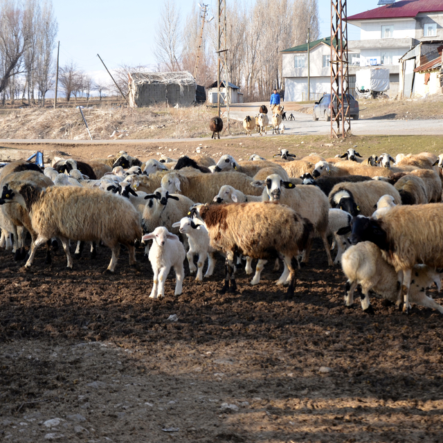 Muş'ta bu yıl hayvan varlığının artması bekleniyor