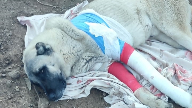 Elazığ'da, avcıların tüfekle vurduğu 2 çoban köpeğinden biri öldü