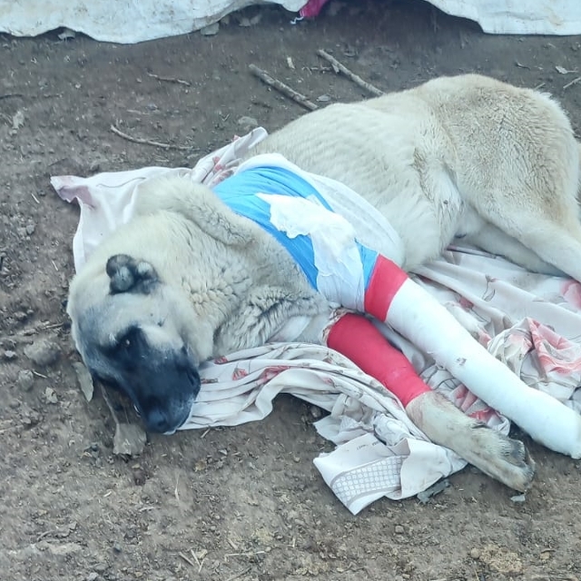 Elazığ'da, avcıların tüfekle vurduğu 2 çoban köpeğinden biri öldü