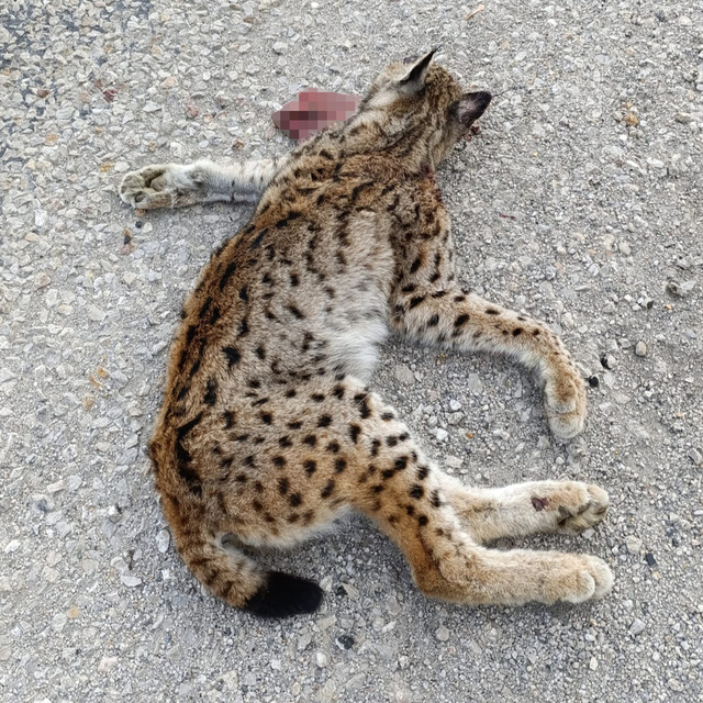 Malatya'da aracın çarptığı vaşak öldü