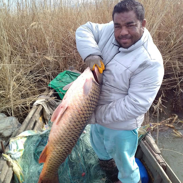 Gala Gölü'nde 18 kilo ağırlığında sazan balığı yakalandı