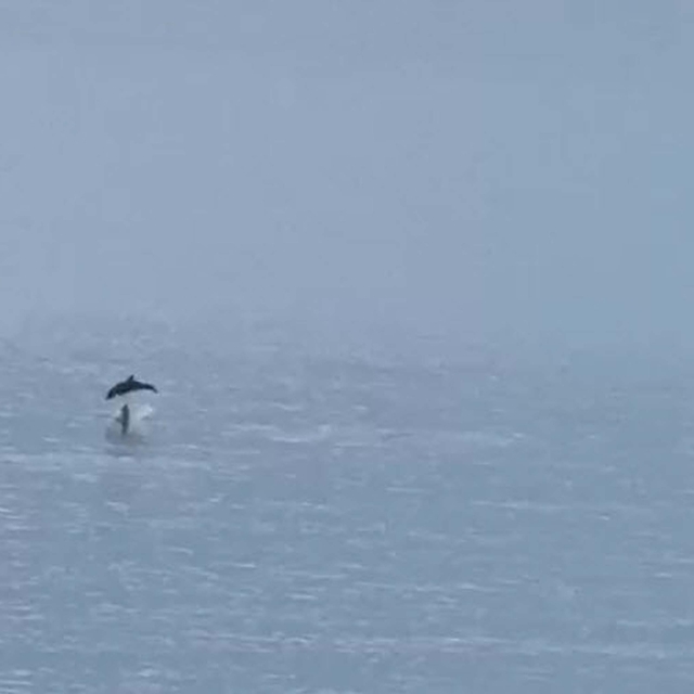 Fethiye'de koya gelen yunus sürüsü görüntülendi