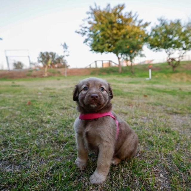 Yenişehir'deki hayvan bakımevinde 1608 kedi ve 70 köpek kısırlaştırıldı