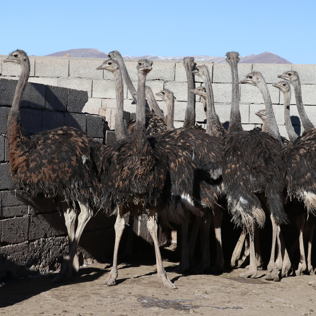 Ağrılı girişimci köyünde kurduğu çiftlikte deve kuşu yetiştiriciliği yapıyo...