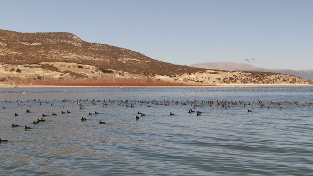 Göller Yöresi'nde kış ortası su kuşu sayımı yapılıyor