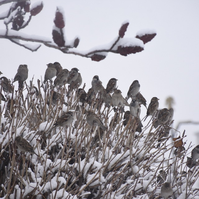 Sivas'ta kar yağışı