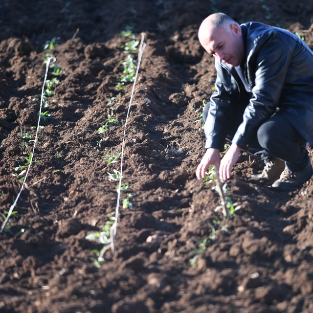 Mardin'de salep fidesi toprakla buluşturuldu