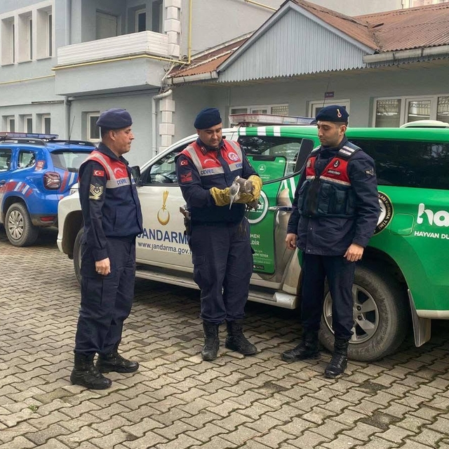 Giresun'da yaralı balıkçıl kuşu koruma altına alındı