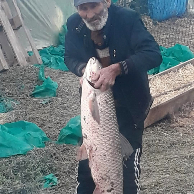 Edirne'de 13 kilo ağırlığında sazan balığı yakalandı