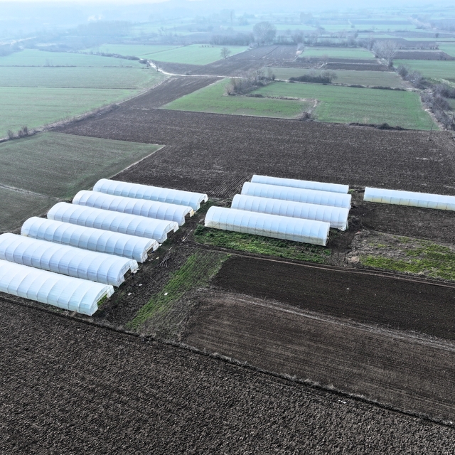 Edirne'de seralara sağlanan devlet desteği üreticinin yüzünü güldürdü