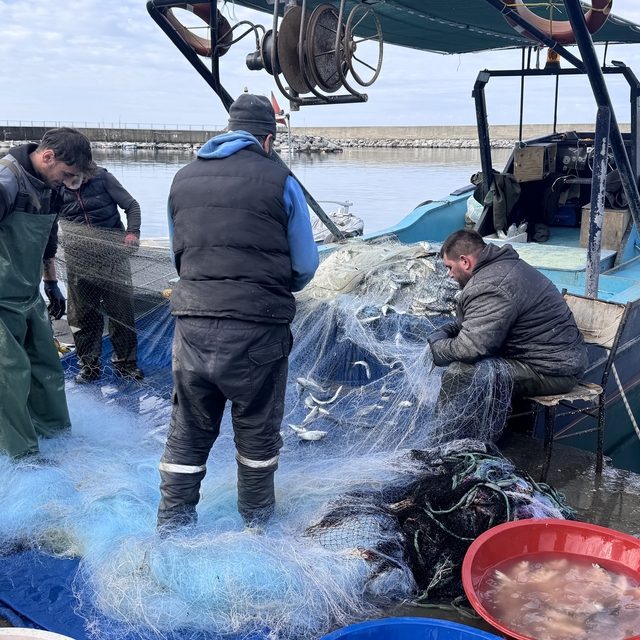 Zonguldak'ta balıkçılar limana yaklaşık 2 ton lüferle döndü
