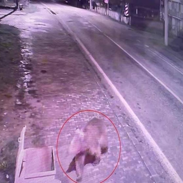 Barınaktan kaçan bozayı, 8 gün sonra Karacabey Longoz Ormanları'nda yakalan...
