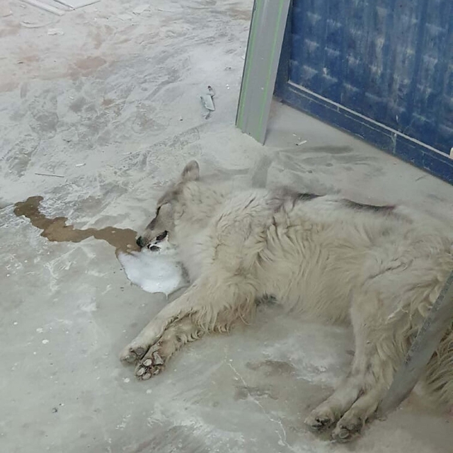 Bodrum'da zehirlendiği ileri sürülen 4 köpek öldü