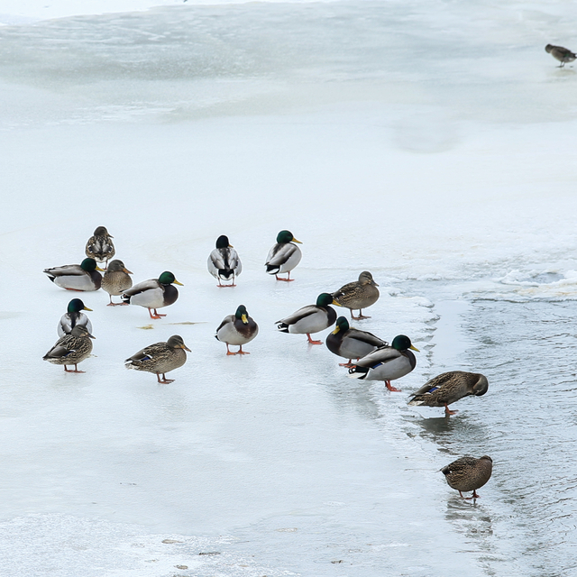 Kars Çayı'nda buzlar arasında yiyecek arayan yeşilbaş ördekler görüntülendi