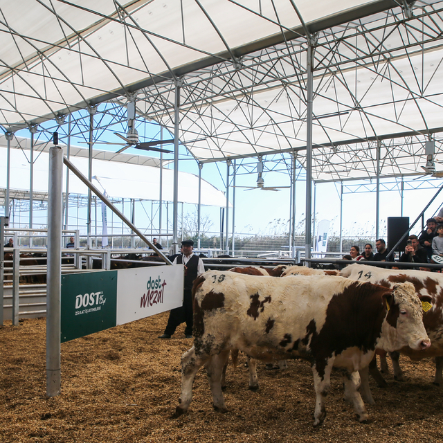 Hayvan mezatında üreticilere 295 büyükbaşın aracısız olarak satışı yapıldı