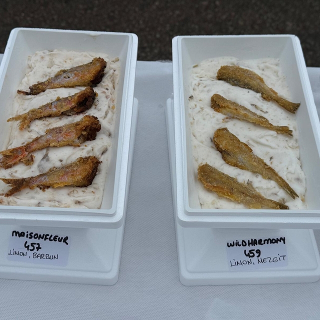 Ordu'da bin 301 çeşit dondurma ile Guinness rekoru kırıldı