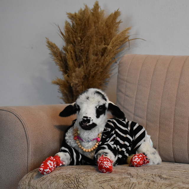 Evinde biberonla beslediği kuzuyla mahallede de geziyor