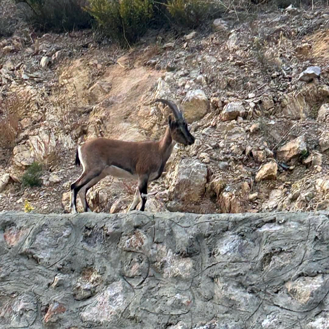 'Domates yıkadım' dedi, yaban keçisi kestiği anlaşılınca 661 bin lira ceza...