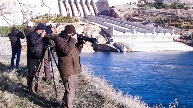 Elazığ'da kış ortası su kuşu sayımına başlandı