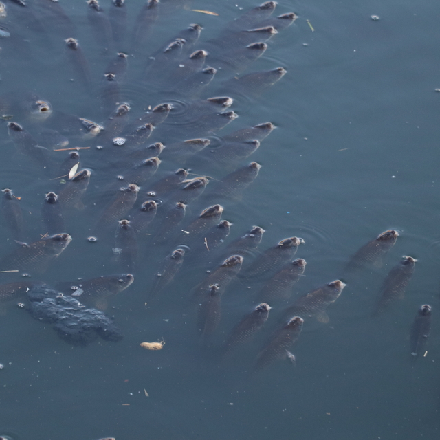 Adana'da balık ölümleri görülen Ceyhan Nehri'nde inceleme başlatıldı