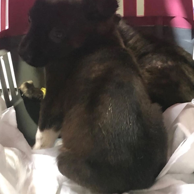 Edirne'deki hayvan barınağında poşetle çöpe atılan köpek yavruları tedavi a...