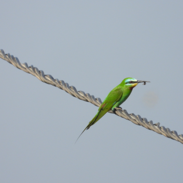 Milleyha'da yeşil arı kuşu avlanırken görüntülendi