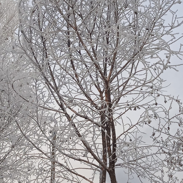 Erzurum, Kars, Ardahan ile Ağrı'da kar ve soğuk hava etkili oldu