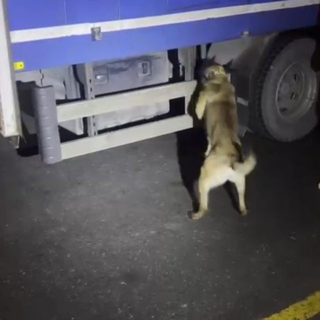 Kamyonetteki uyuşturucuyu 'Hector' buldu