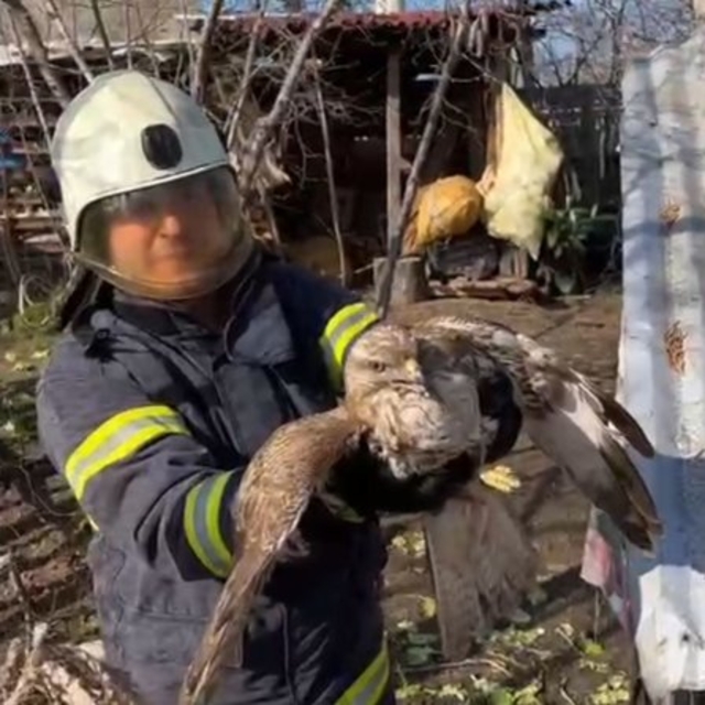 Ordu'da tavuk kümesinde mahsur kalan doğanı itfaiye ekipleri kurtardı