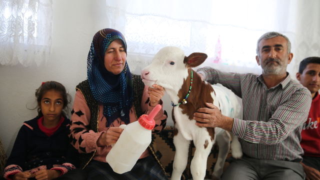 Prematüre buzağı "Umut"a evinde bebek gibi bakıyor