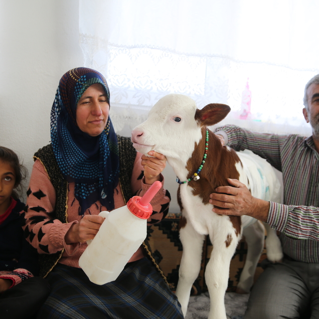 Prematüre buzağı "Umut"a evinde bebek gibi bakıyor