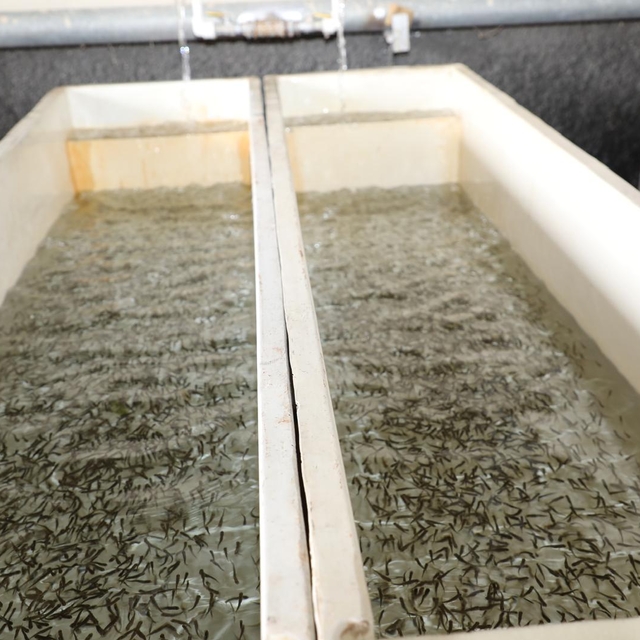 Elazığ'da geçen yıl 20 milyon yavru alabalık üretildi