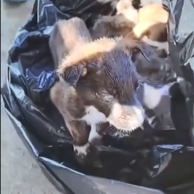 Edirne'de yavru köpekler poşet içinde çöpe atıldı; 2 gözaltı