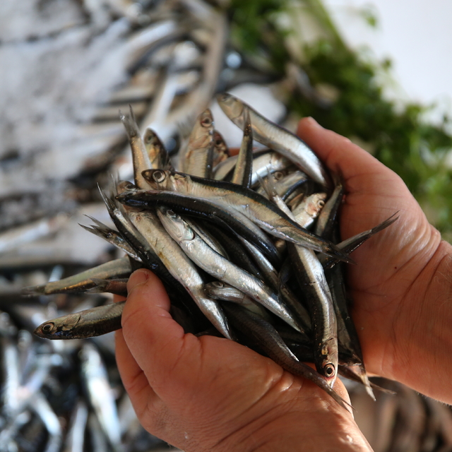 Ordu'da hamsinin kilogramı 200 liradan satılıyor