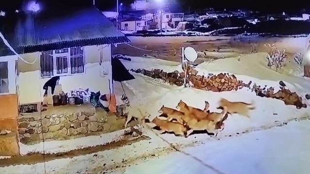 Çoban köpeği, kurt sürüsüne tek başına karşı koydu