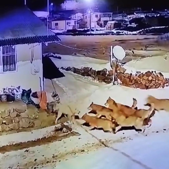 Çoban köpeği, kurt sürüsüne tek başına karşı koydu