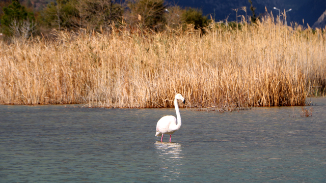 Kemer'de flamingo sürprizi
