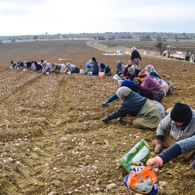 Taşköprü Sarımsağı'nın ekimi erken başladı