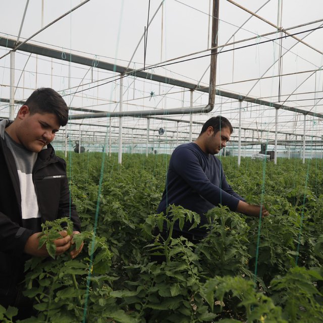 Suriyeli işçiler ülkelerine dönmekte kararlı, Antalyalı üretici düşünceli