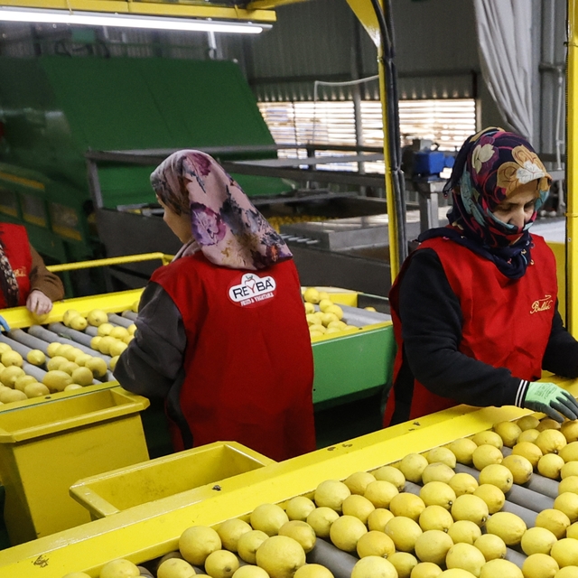 Türkiye'nin narenciye ihracatını Doğu Akdeniz illeri sırtladı